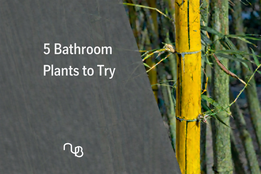 5 Bathroom Plants to Try
