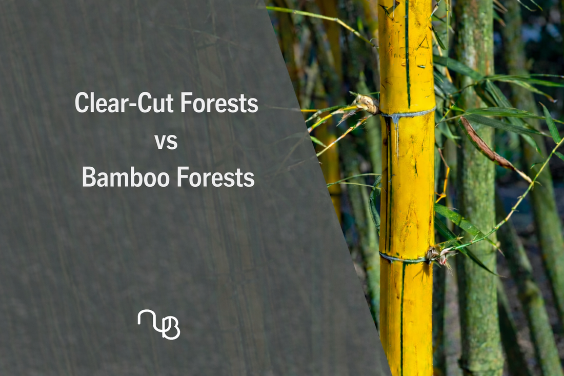 Clear-Cut Forests vs Bamboo Forests: Why Bamboo Is Better for the Environment